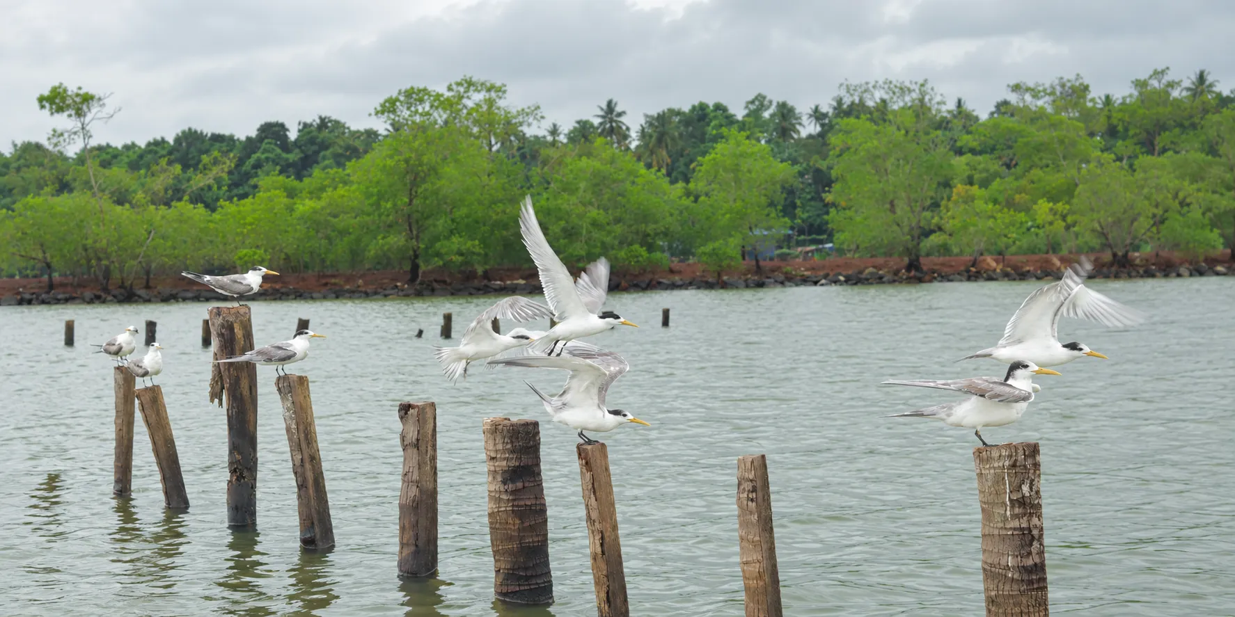 Beginner's Guide to Mangrove Kayaking